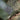 #color_forest-green